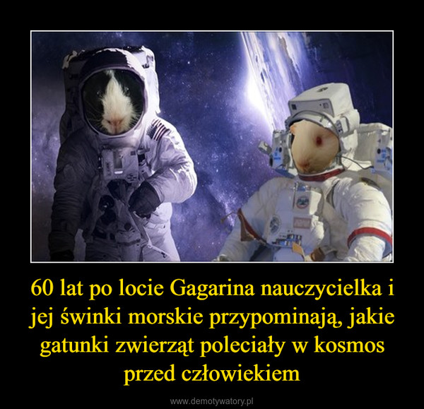 60 lat po locie Gagarina nauczycielka i jej świnki morskie przypominają, jakie gatunki zwierząt poleciały w kosmos przed człowiekiem –  