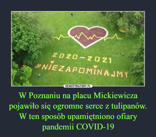 W Poznaniu na placu Mickiewicza pojawiło się ogromne serce z tulipanów. W ten sposób upamiętniono ofiary pandemii COVID-19 –  