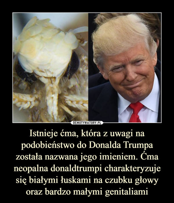 Istnieje ćma, która z uwagi na podobieństwo do Donalda Trumpa została nazwana jego imieniem. Ćma neopalna donaldtrumpi charakteryzuje się białymi łuskami na czubku głowy oraz bardzo małymi genitaliami –  