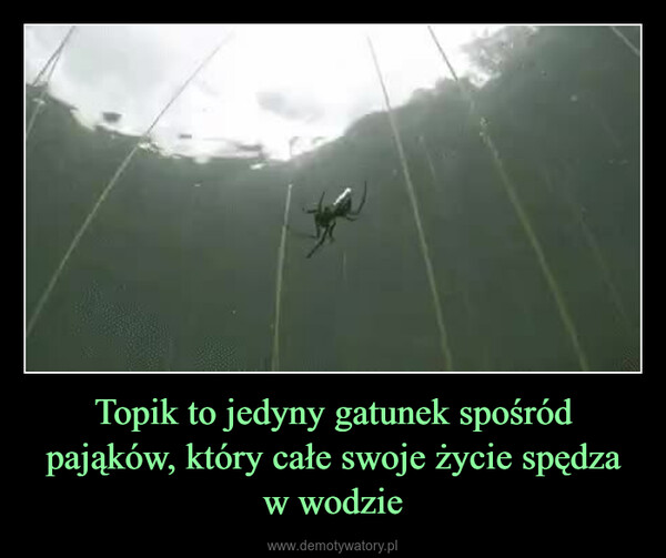 Topik to jedyny gatunek spośród pająków, który całe swoje życie spędza w wodzie –  