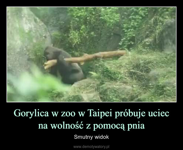 Gorylica w zoo w Taipei próbuje uciec na wolność z pomocą pnia – Smutny widok 