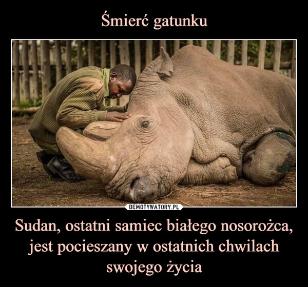 Śmierć gatunku Sudan, ostatni samiec białego nosorożca, jest pocieszany w ostatnich chwilach swojego życia