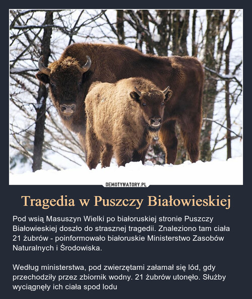 Tragedia w Puszczy Białowieskiej