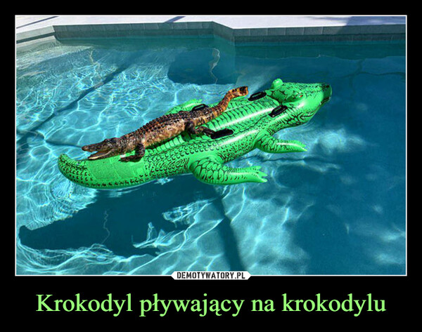 Krokodyl pływający na krokodylu –  