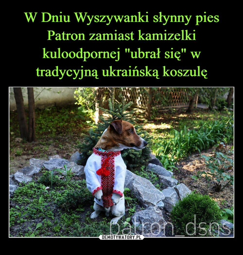 W Dniu Wyszywanki słynny pies Patron zamiast kamizelki kuloodpornej "ubrał się" w tradycyjną ukraińską koszulę