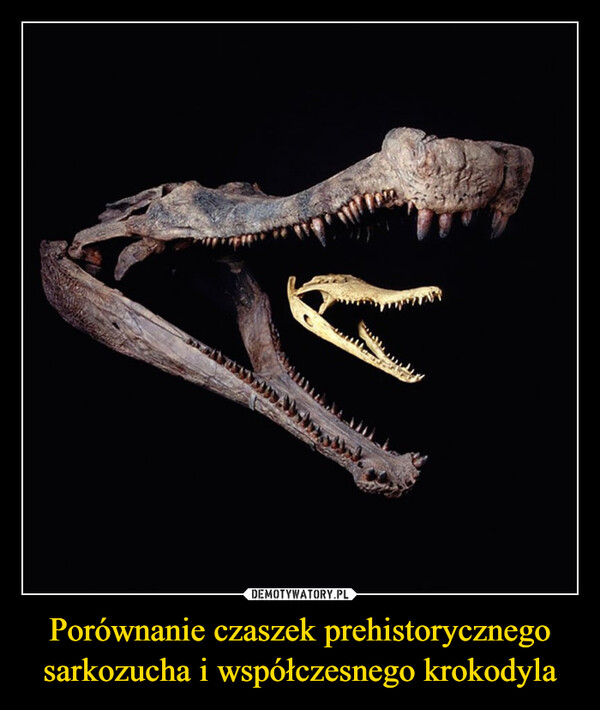 Porównanie czaszek prehistorycznego sarkozucha i współczesnego krokodyla –  