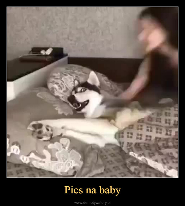 Pies na baby –  