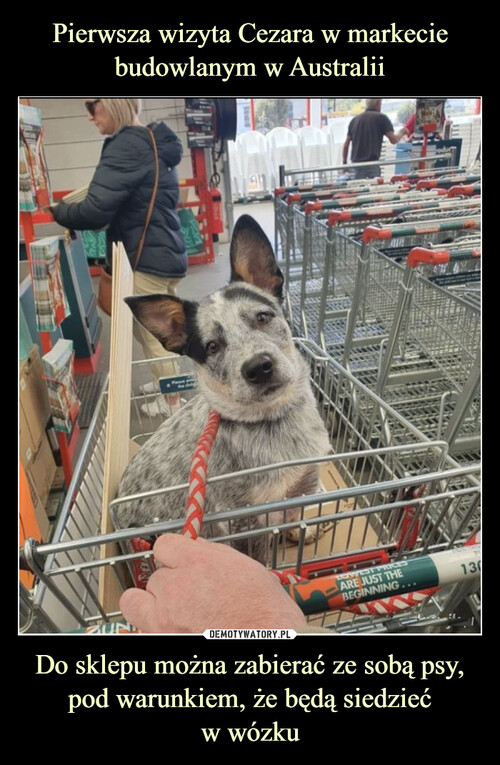 Pierwsza wizyta Cezara w markecie budowlanym w Australii Do sklepu można zabierać ze sobą psy, pod warunkiem, że będą siedzieć
w wózku