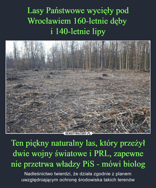 Lasy Państwowe wycięły pod Wrocławiem 160-letnie dęby 
i 140-letnie lipy Ten piękny naturalny las, który przeżył dwie wojny światowe i PRL, zapewne nie przetrwa władzy PiS - mówi biolog