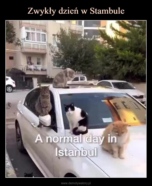  –  A normal day inIstanbul
