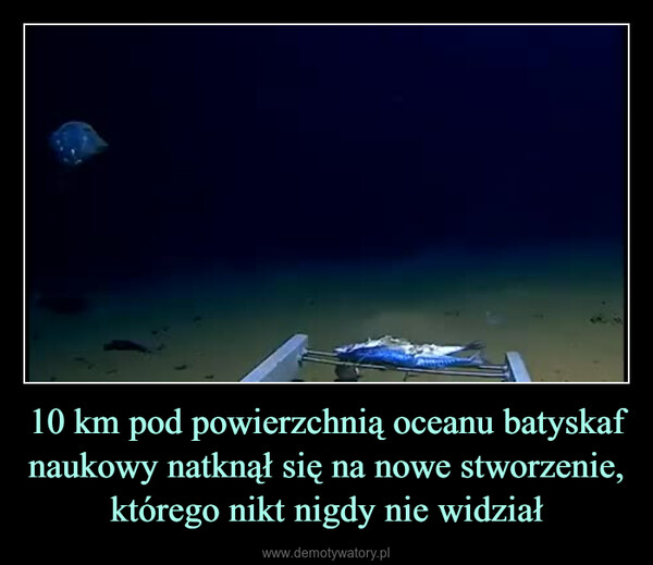 10 km pod powierzchnią oceanu batyskaf naukowy natknął się na nowe stworzenie, którego nikt nigdy nie widział –  