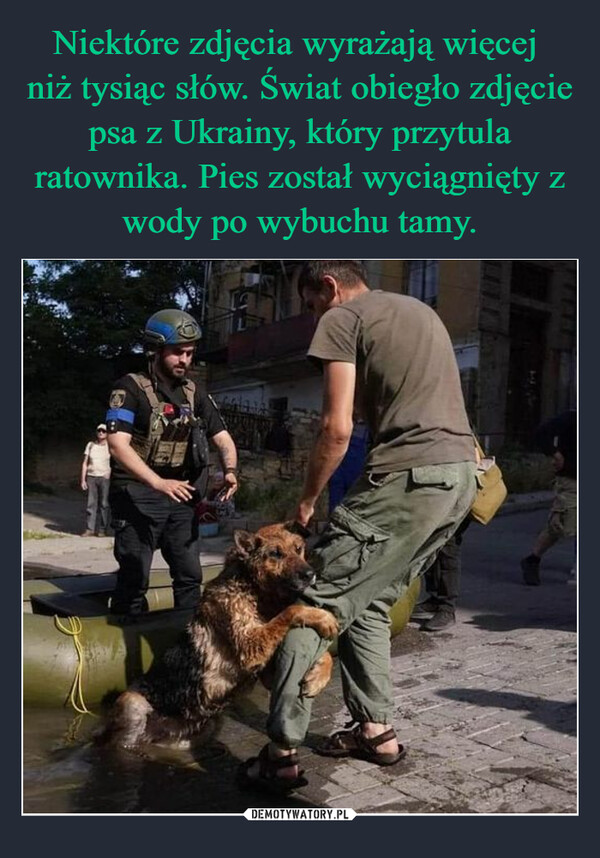 Niektóre zdjęcia wyrażają więcej 
niż tysiąc słów. Świat obiegło zdjęcie psa z Ukrainy, który przytula ratownika. Pies został wyciągnięty z wody po wybuchu tamy.