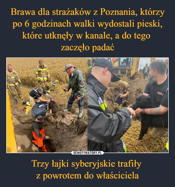 Brawa dla strażaków z Poznania, którzy po 6 godzinach walki wydostali pieski, które utknęły w kanale, a do tego 
zaczęło padać Trzy łajki syberyjskie trafiły 
z powrotem do właściciela