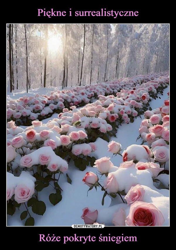 Piękne i surrealistyczne Róże pokryte śniegiem