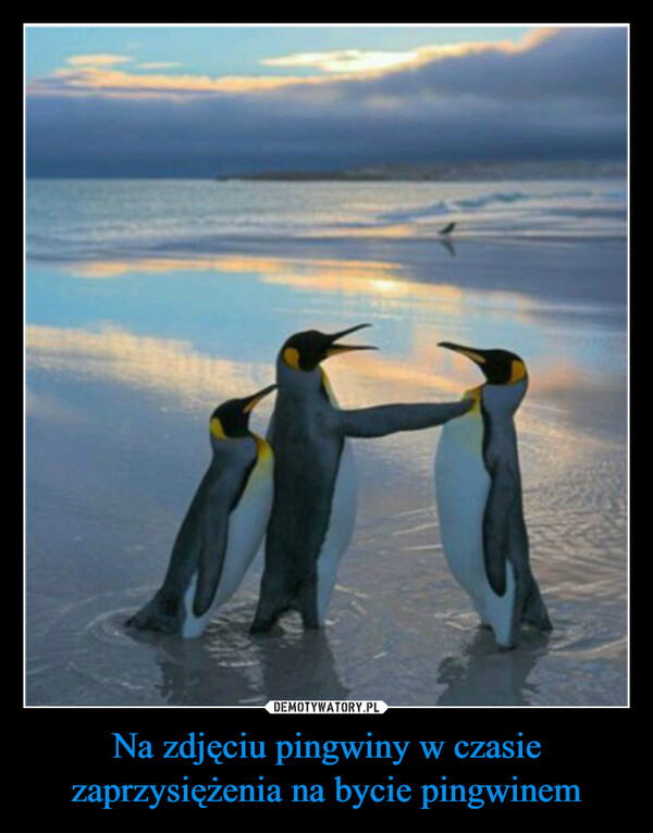 Na zdjęciu pingwiny w czasie zaprzysiężenia na bycie pingwinem –  
