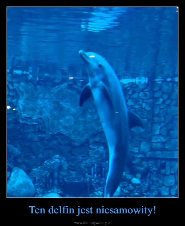 Ten delfin jest niesamowity! –  