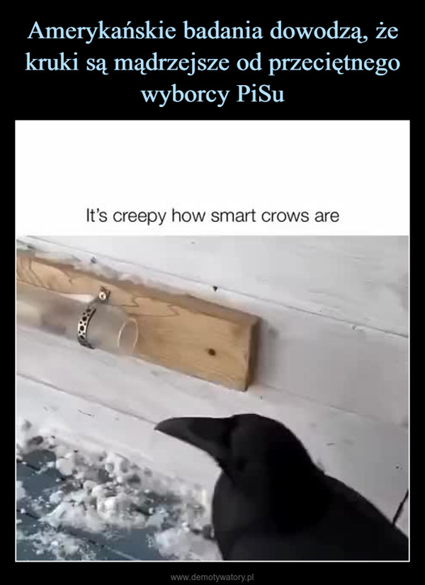 –  It's creepy how smart crows are