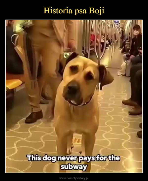  –  This dog never pays for thesubway