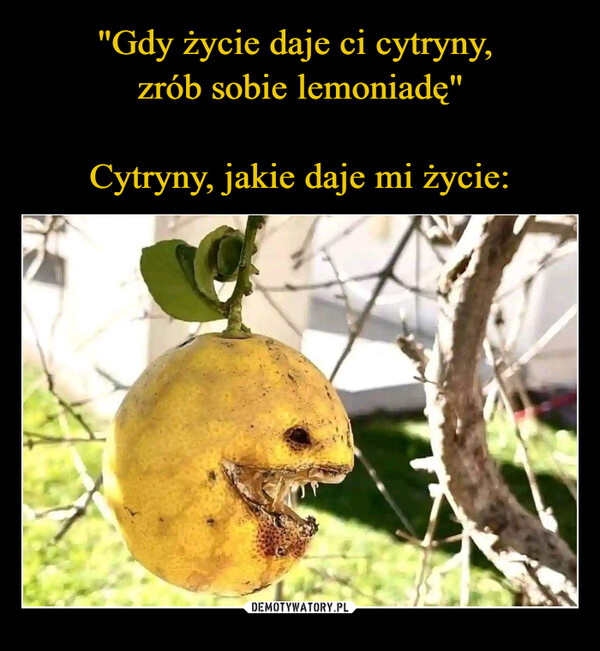  –  The lemons life gave me.