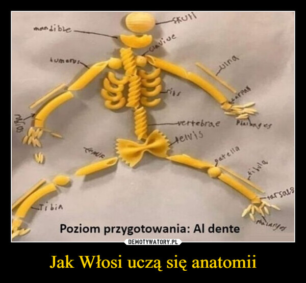 Jak Włosi uczą się anatomii –  mandible.TibinTumeri-SkullClaviveripsLinaelvisvertebraePhangespatellatibulaarsalsPoziom przygotowania: Al denteThe larges