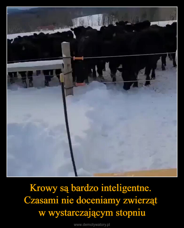Krowy są bardzo inteligentne. Czasami nie doceniamy zwierząt w wystarczającym stopniu –  