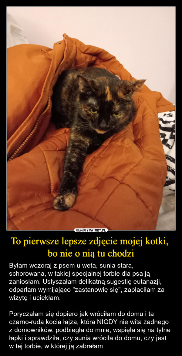 To pierwsze lepsze zdjęcie mojej kotki, bo nie o nią tu chodzi – Byłam wczoraj z psem u weta, sunia stara, schorowana, w takiej specjalnej torbie dla psa ją zaniosłam. Usłyszałam delikatną sugestię eutanazji, odparłam wymijająco "zastanowię się", zapłaciłam za wizytę i uciekłam. Poryczałam się dopiero jak wróciłam do domu i ta czarno-ruda kocia łajza, która NIGDY nie wita żadnego z domowników, podbiegła do mnie, wspięła się na tylne łapki i sprawdziła, czy sunia wróciła do domu, czy jest w tej torbie, w której ją zabrałam 
